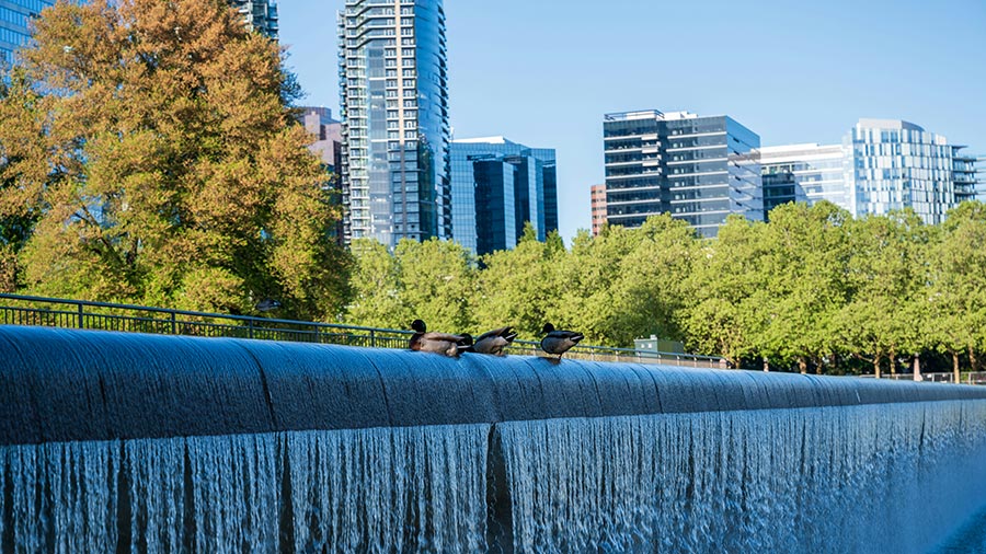 Ducks resting on the edge of a waterfall feature with city skyscrapers in the background