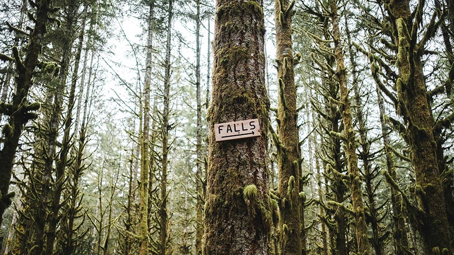Small wooden sign with the word Falls and an arrow attached to a mossy tree trunk